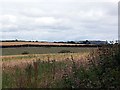 Looking into a field of barley with Nare Head in the distance