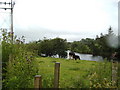 Cows by the River Irvine