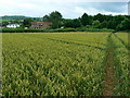 Footpath through wheat, Chelwood