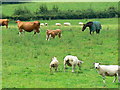 Sheep, cattle and a horse in a field near Blackrock