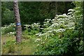 Giant hogweed, Gilford