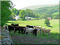 Cattle pastures above Tynron