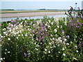 Phlox on the bank of the Wyre