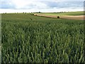 Farmland, Amesbury