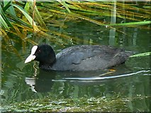 SU0797 : Coot in the Thames and Severn canal, near South Cerney by Brian Robert Marshall