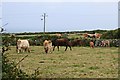 Grazing Cattle