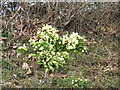 Wild primroses