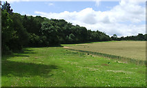 SO6196 : Field-Forest Edge near Spoonhill, Shropshire by Roger  D Kidd