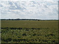 Fields towards Crowle Moors