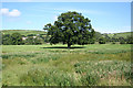 Tawstock: oak tree