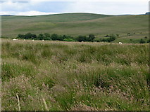 NY8077 : Rough pastures near Craigshield and the valley of Warks Burn by Mike Quinn