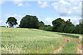 Wheat Field near Monk Hall, Shropshire