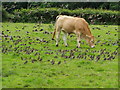 A field at Aghagallon