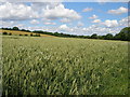 Looking across arable land towards the trees of Eaglescliffe golf course