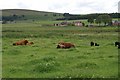 Highland cattle and goats grazing Loch of Kinnordy RSPB reserve