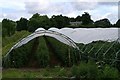 Fruit growing at West Tullyfergus