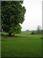 Tree near Spring Hill, Grendon Underwood