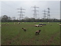 Sheep and substation