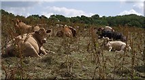 SS4901 : Cattle at Landsend Farm by Derek Harper