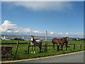 Ponies on Weston Road, Runcorn Hill