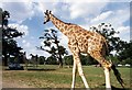 SU9474 : Windsor Safari Park by Anthony Eden