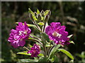 Great Willowherb