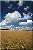 SU4954 : A field of oats beside Caesar's Belt by Hugh Chevallier