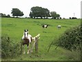 Horses in the Field at Lower Farm