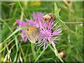 Flora & Fauna at Higher Waterston