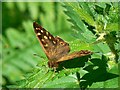 Butterfly on nettles, Bentley Wood