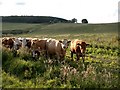 Cattle in a Field