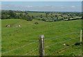 Looking down the valley, Ellingham wood on the left.