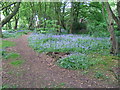 Bluebells in Lucas Wood North