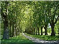 Avenue of trees in St George Park