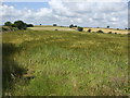 SX1659 : Field of barley waving in summer breeze by Jonathan Billinger