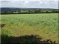 Fodder crop on Buckabarrow