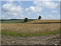 Barley near Polpiece