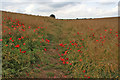 Bridleway through oilseed rape field