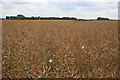 Oilseed rape field near Welby Lodge Farm