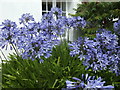 Blue Agapanthus