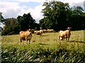 Pastoral Field, Tyringham