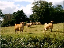 SP8646 : Pastoral Field, Tyringham by Dan Friess
