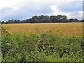 Field near Twemlow Green