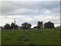 Cows near Twemlow Green