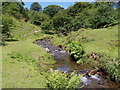 Cwm-celyn Woodland