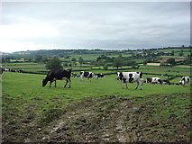 ST5011 : Cows in Hardington Mandeville by Andrew Davis