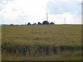 Power lines beyond cornfield