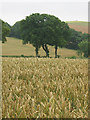 SO6724 : Wheat crop near Withymoor Farm by Pauline E