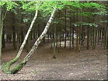 SO8678 : Hurcott Wood by Mat Fascione