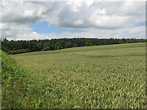 NY9961 : Arable land below Dipton Cottage (2) by Mike Quinn